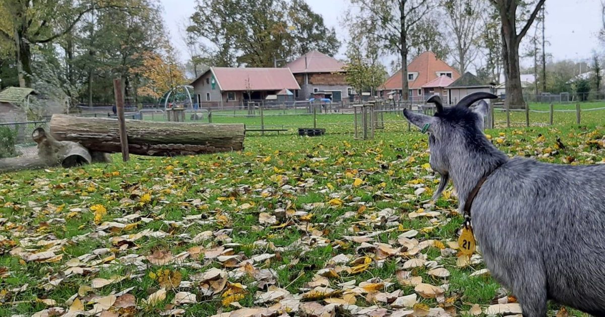 Boerenvreugd biedt vakantieopvang voor konijnen en cavia’s