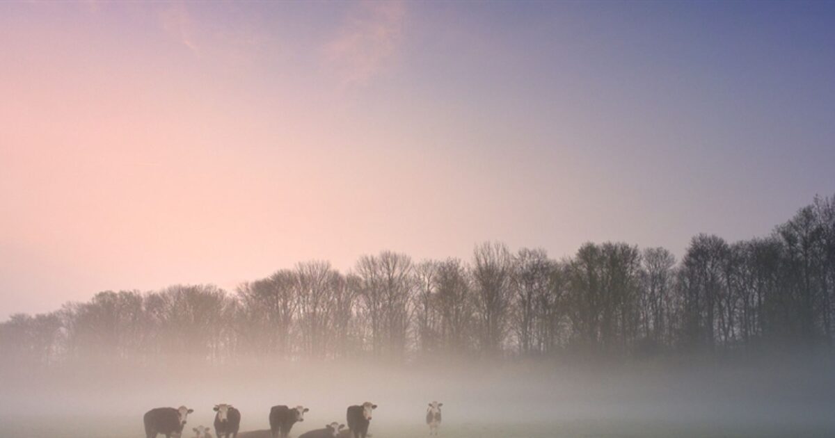 Heritage Wandeling Amsterdamse Bos