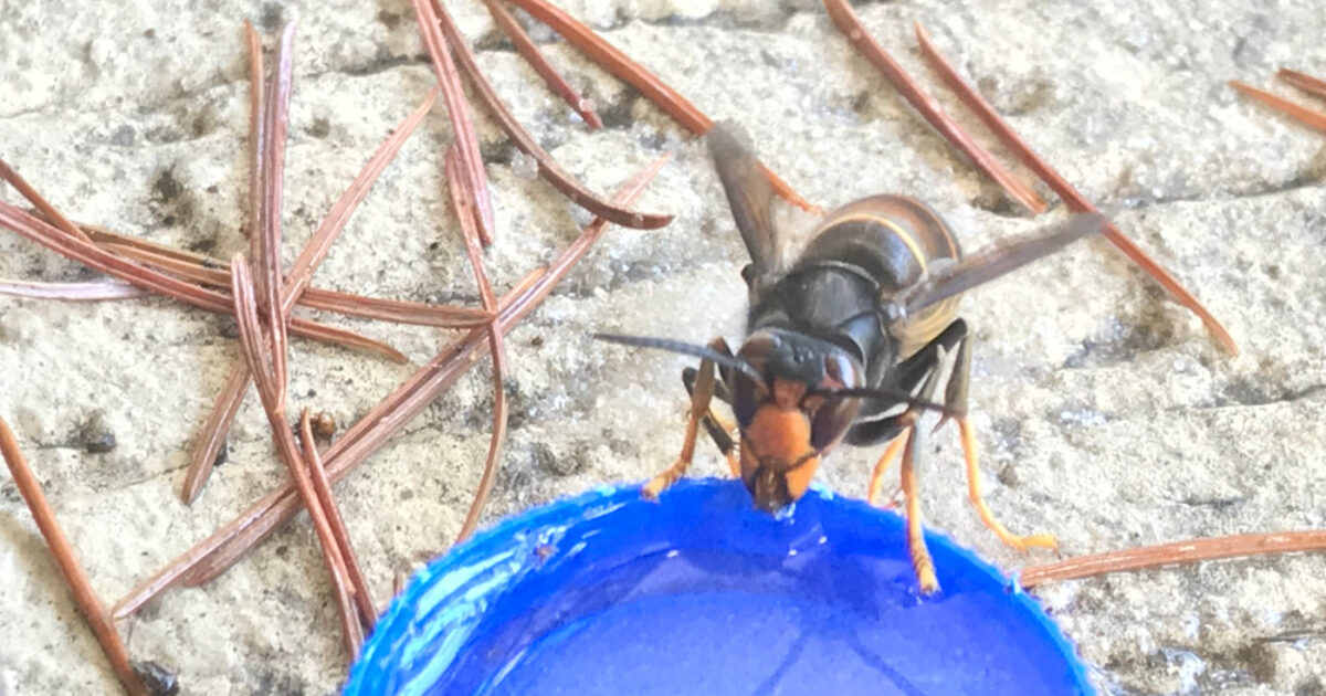 Nieuw groot nest Aziatische hoornaar ontdekt