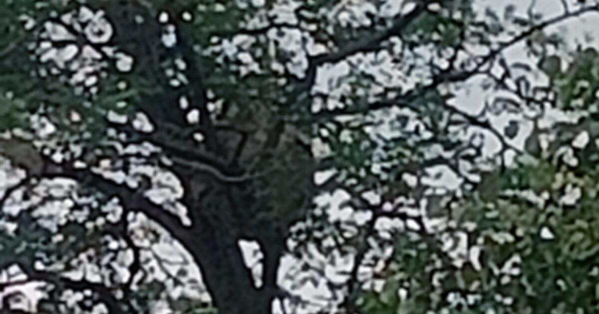 Nest Aziatische hoornaar gespot in Kudelstaart