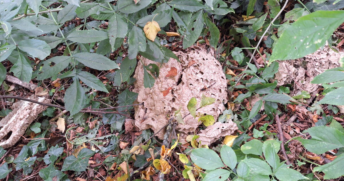 Nest Aziatische hoornaar ontdekt en geruimd in Hornmeer