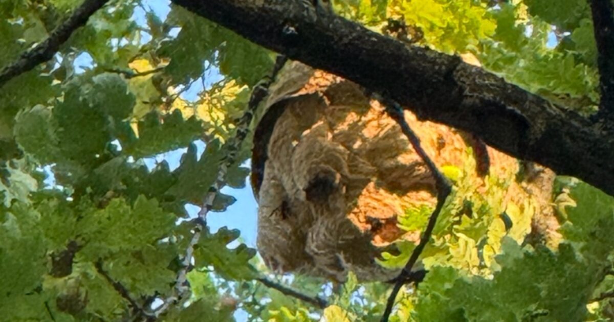Nest Aziatische hoornaar verwijderd in Seringenpark