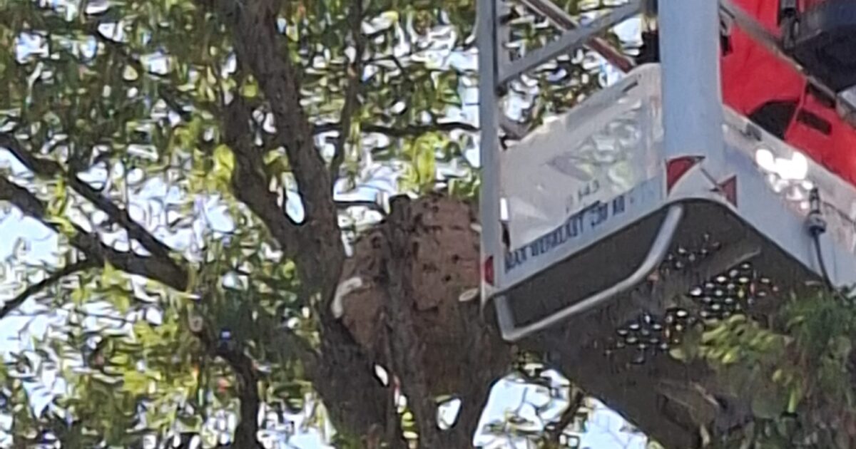 Nest Aziatische hoornaar in Kudelstaart verwijderd