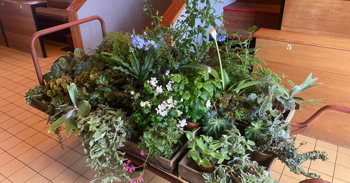 Najaarssluiting met groene koopjes in de Historische Tuin