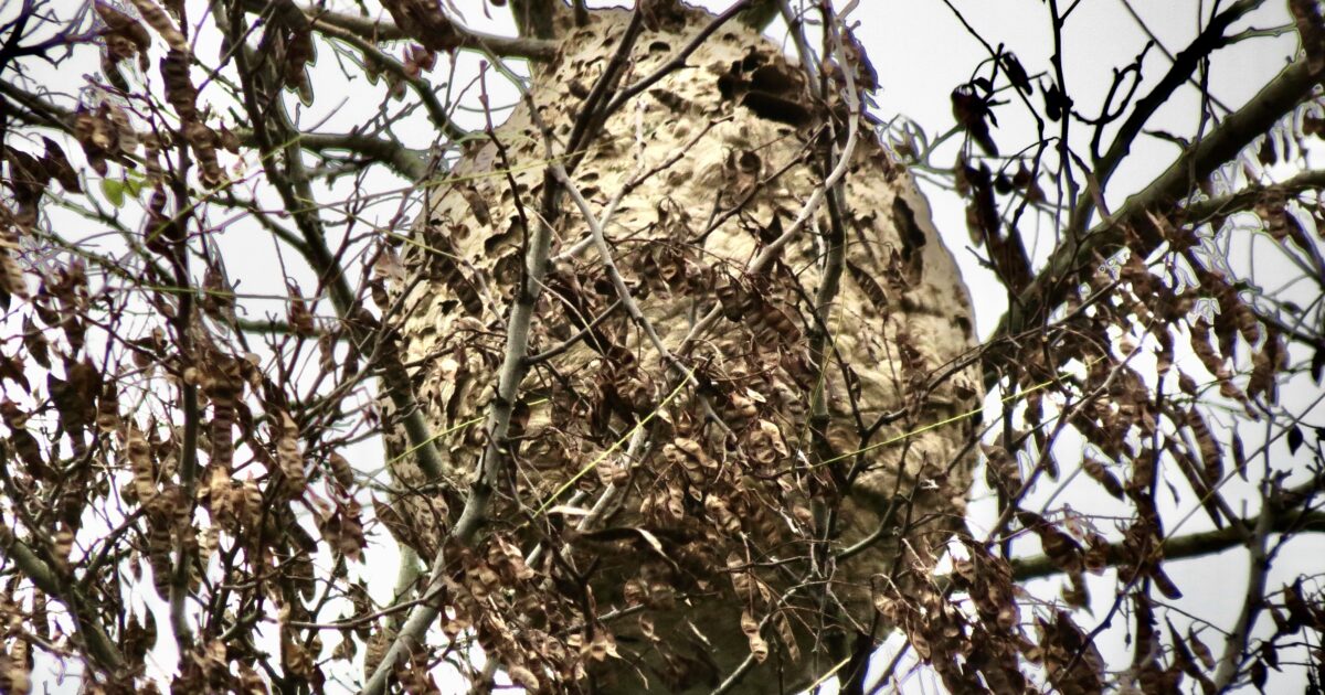 Meer Aziatische hoornaars verwacht in 2026