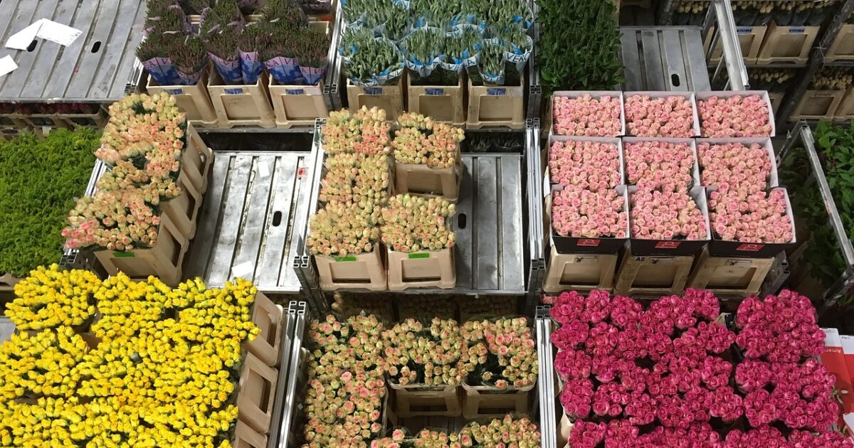 Royal FloraHolland herkent signalen over maffia op veiling niet