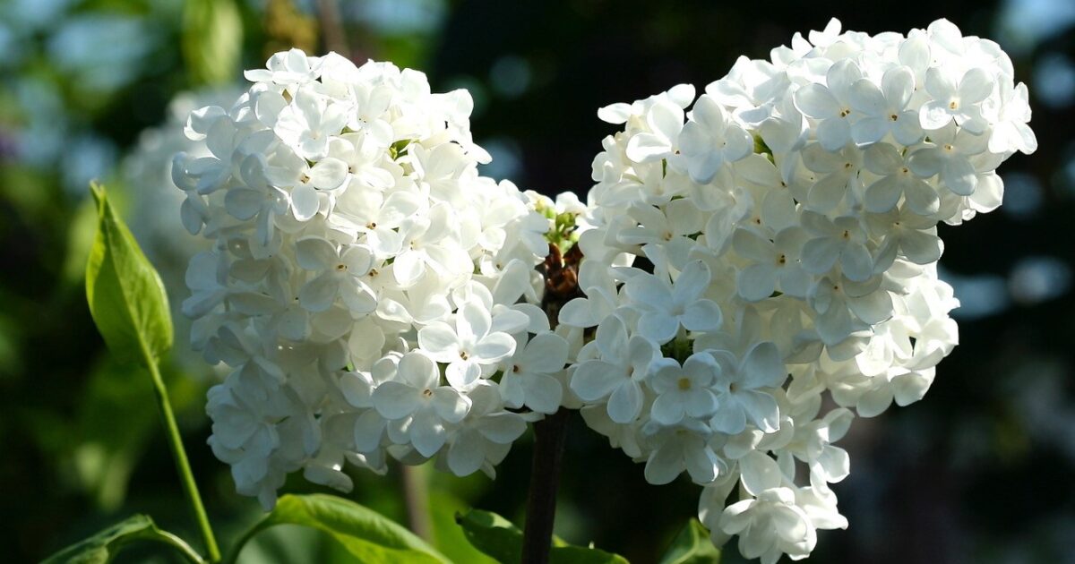 Seringenweekend opent nieuw seizoen Historische Tuin