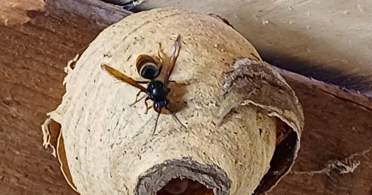 Zoekgroep waarschuwt: Aziatische hoornaar weer actief