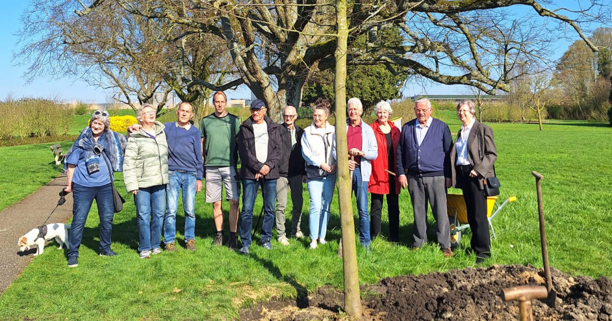 Nieuwe Koningslinde geplant in Seringenpark