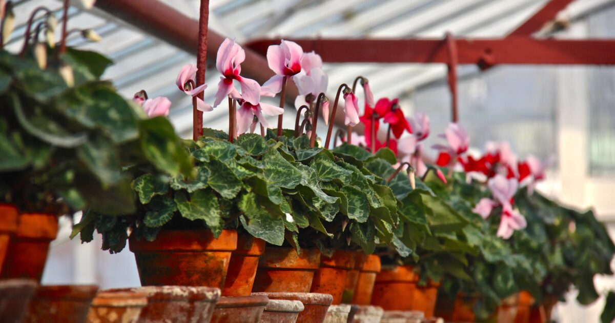 Dorpswandeling en bloemen- en plantenveiling