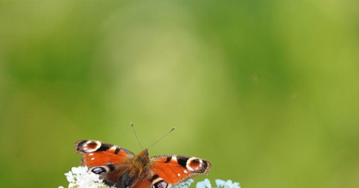 Soortenspotdag: Vlinders