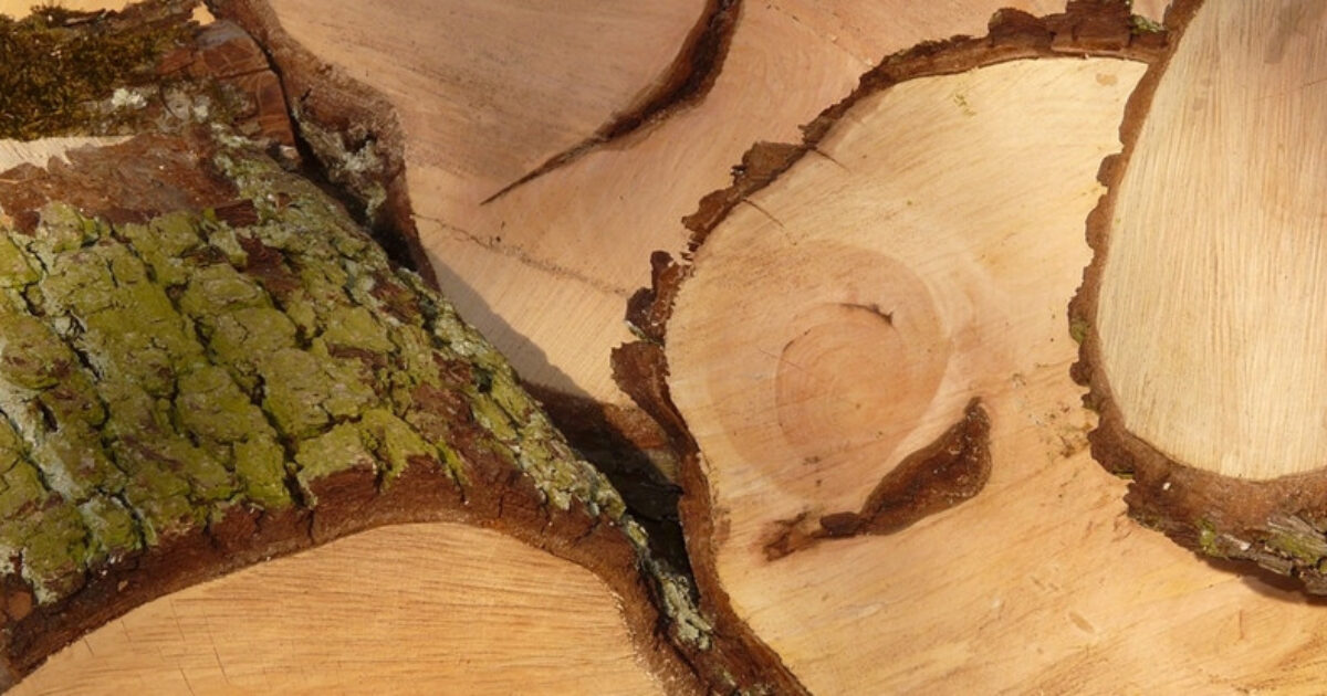 Excursie en workshop op de Houtwerf