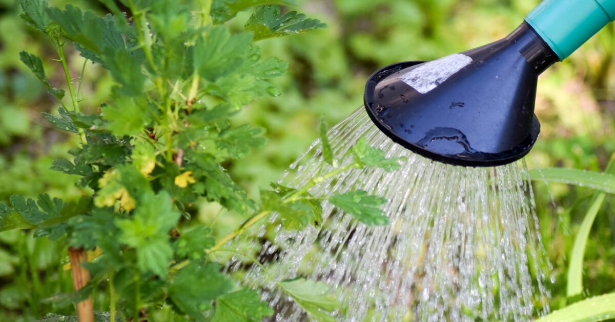 Overdag sproeiverbod door aanhoudende droogte