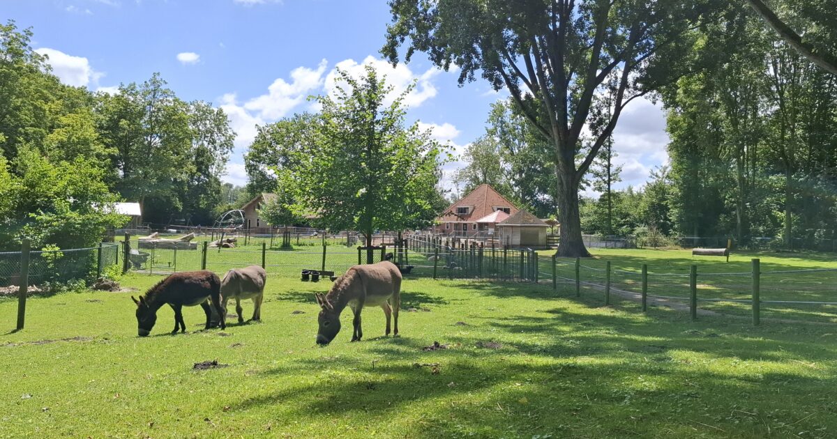 Dierendag met spelletjes bij Boerenvreugd